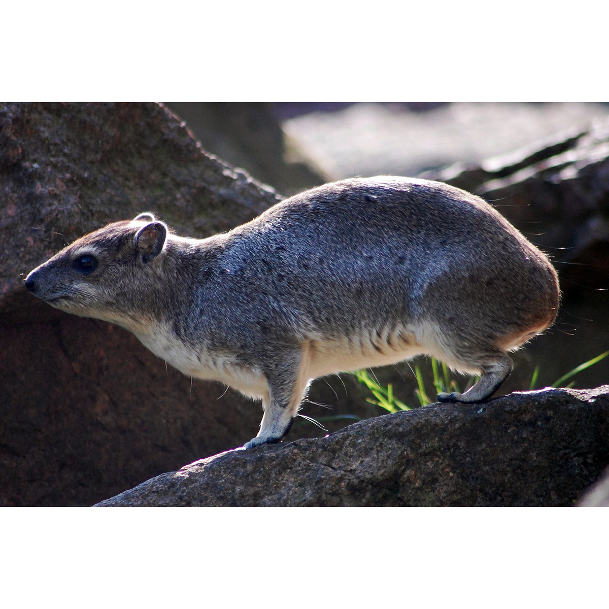 Даман Брюса (Heterohyrax brucei) Фото №2