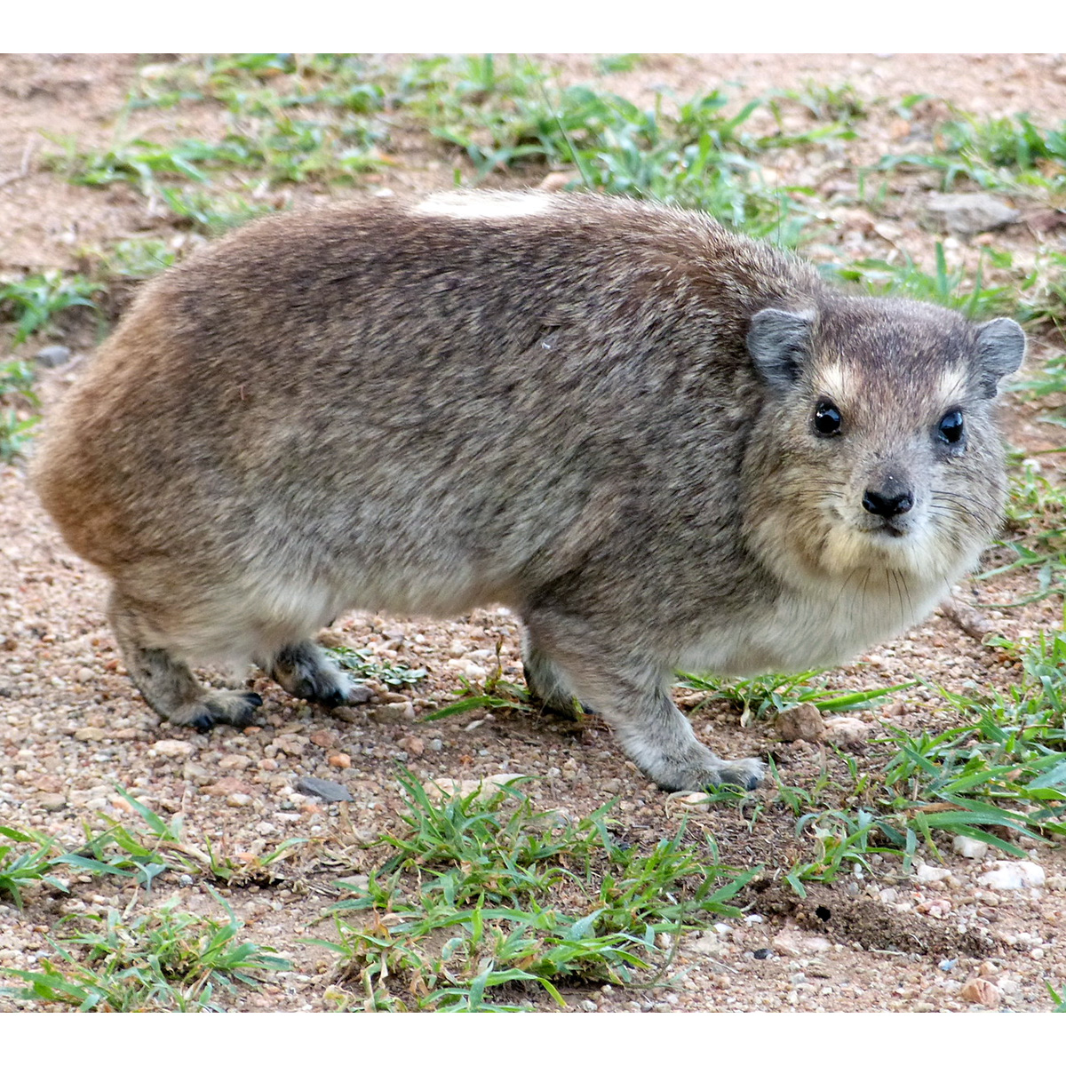 Даман Брюса (Heterohyrax brucei) Фото №3