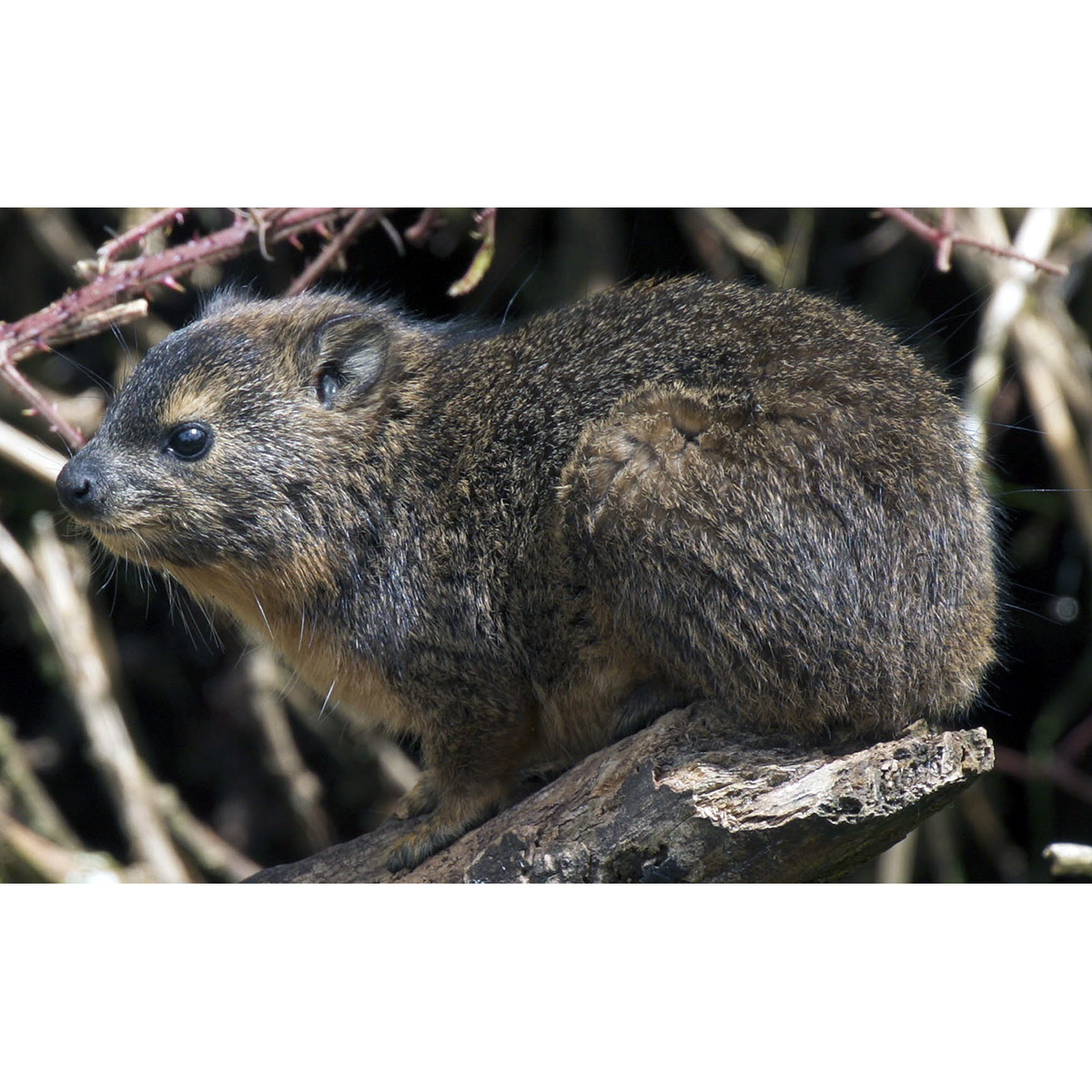 Даман Брюса (Heterohyrax brucei) Фото №4