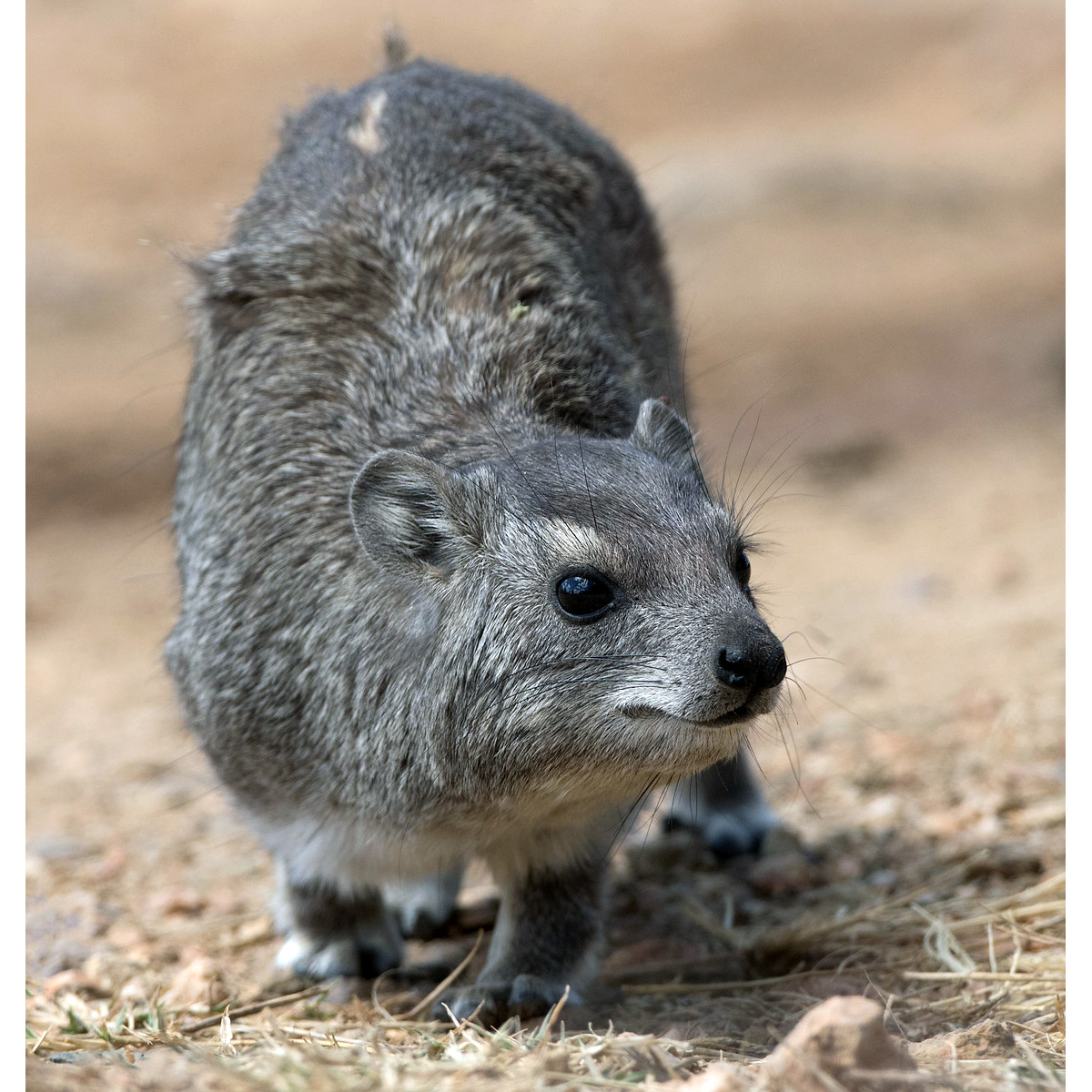 Даман Брюса (Heterohyrax brucei) Фото №5