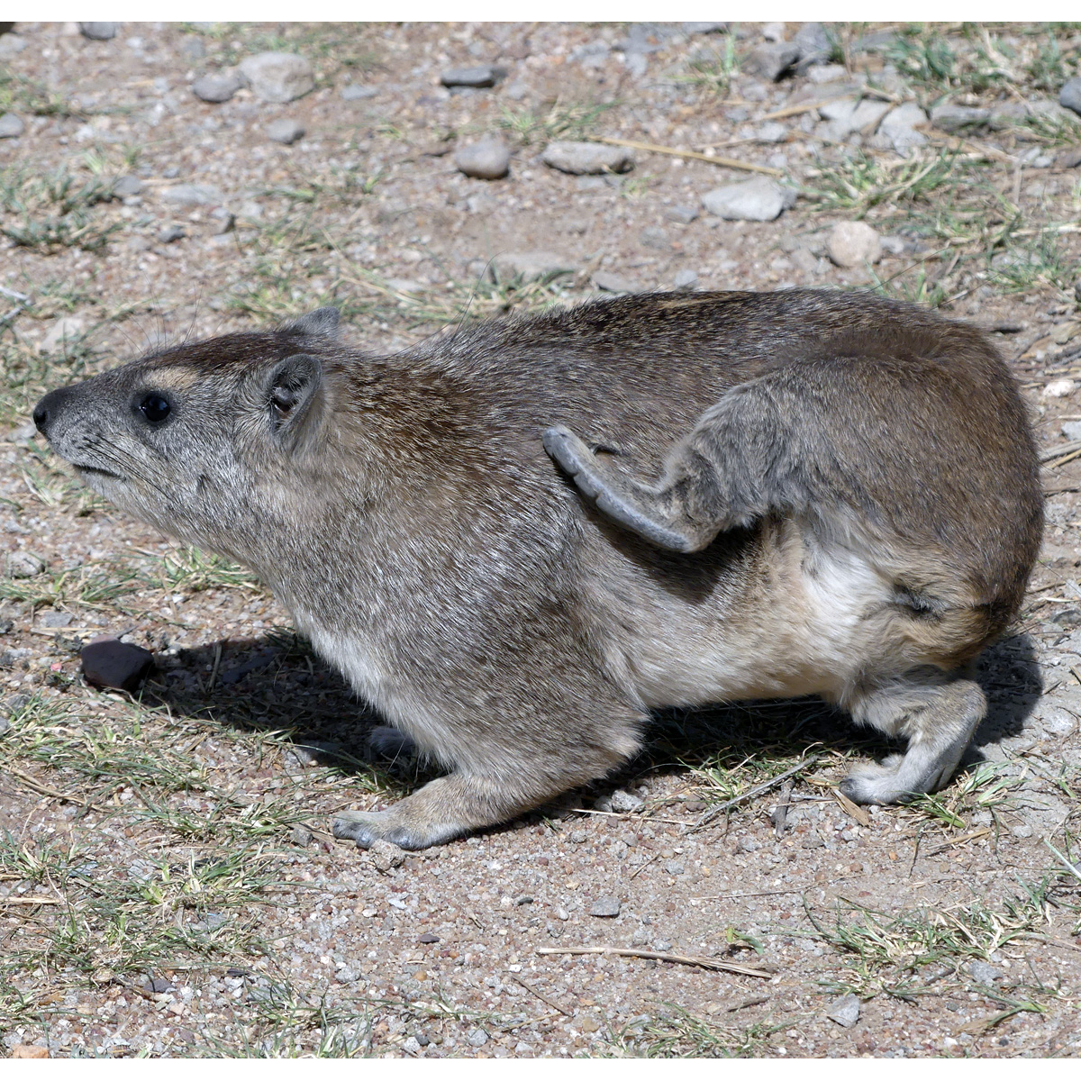 Даман Брюса (Heterohyrax brucei) Фото №6