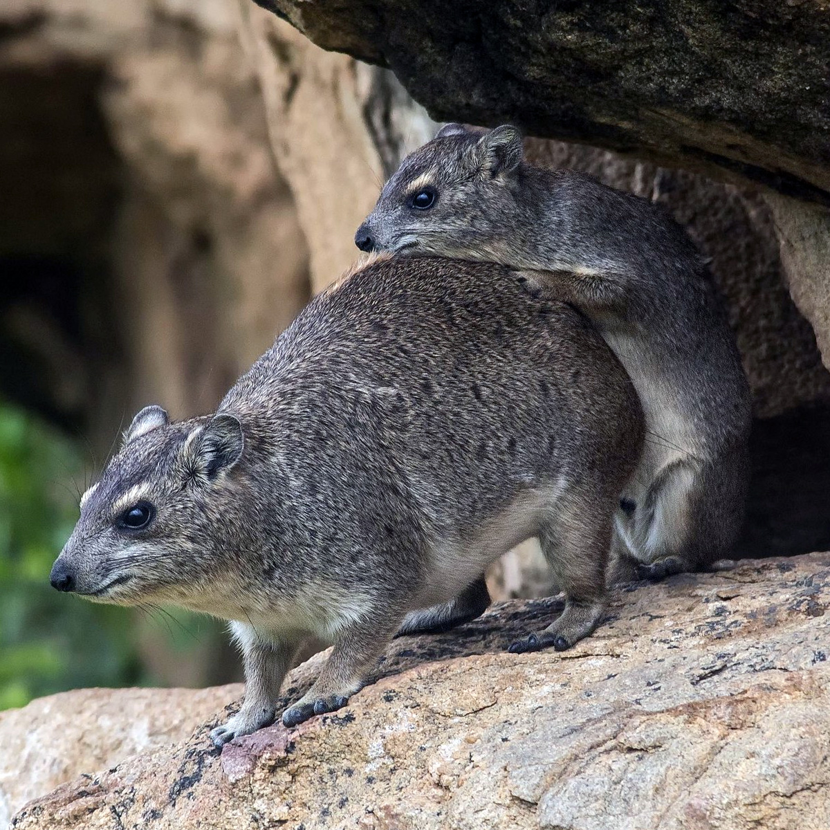 Даман Брюса (Heterohyrax brucei) Фото №7