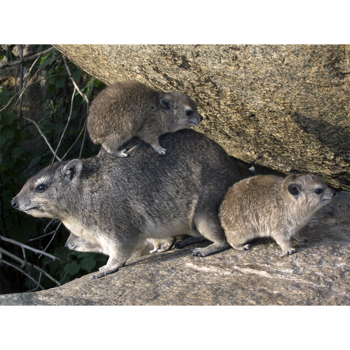 Даман Брюса (Heterohyrax brucei) Фото №8