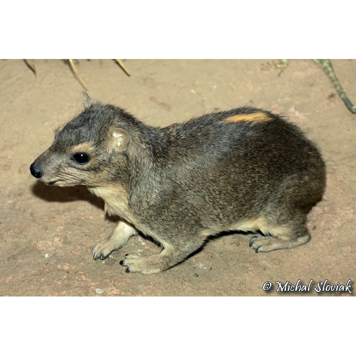 Даман Брюса (Heterohyrax brucei) Фото №9