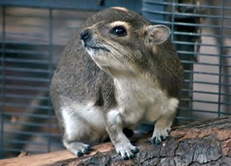 Heterohyrax brucei bakeri