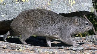 Heterohyrax brucei granti
