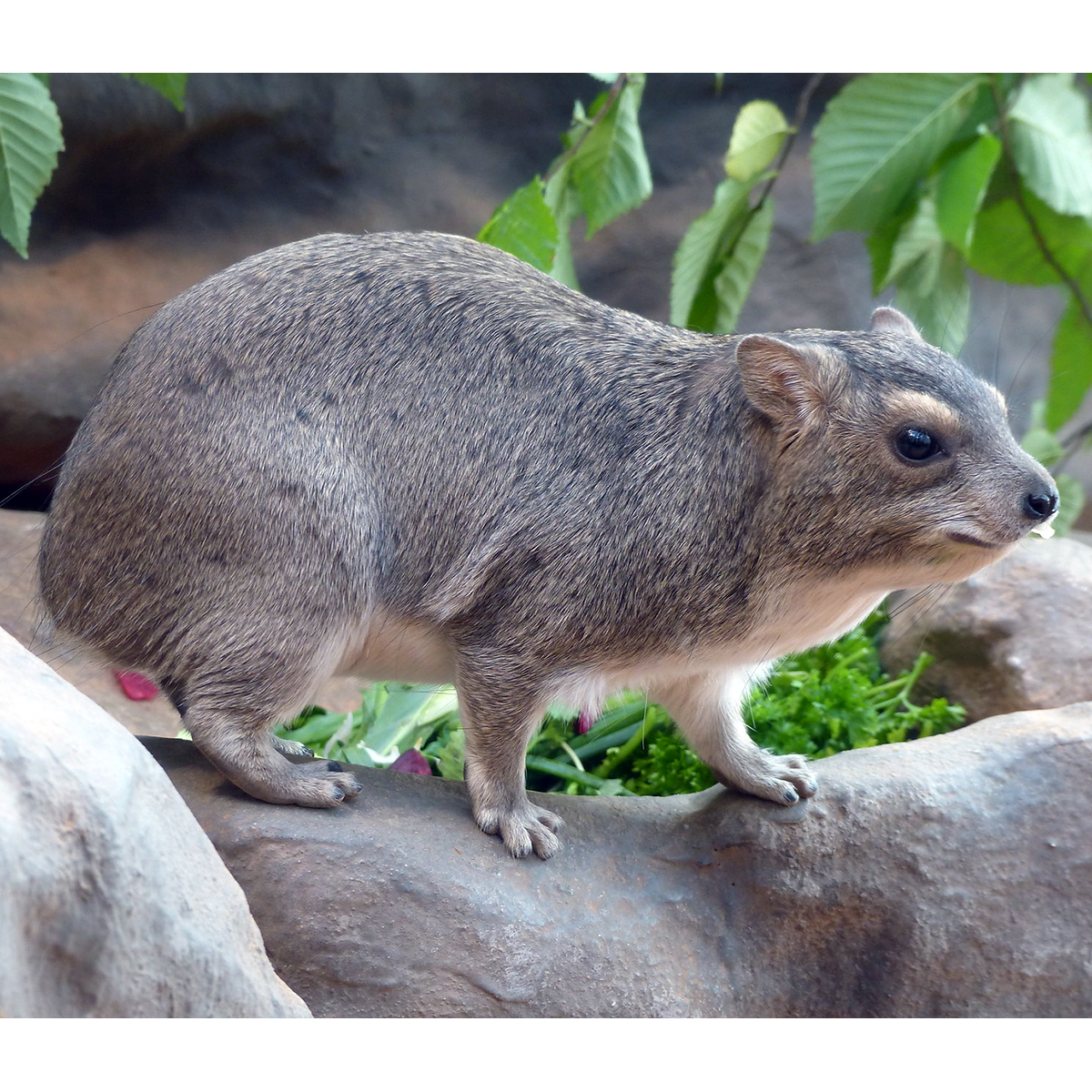 Даман Брюса (Heterohyrax brucei) Фото №1