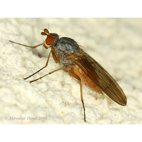 Семейство Heteromyzidae фото