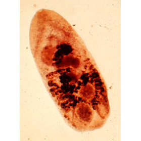 Семейство Heterophyidae фото