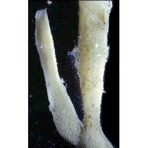 Семейство Heteropiidae  фото