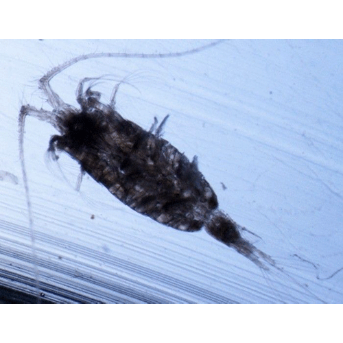 Семейство Heterorhabdidae фото
