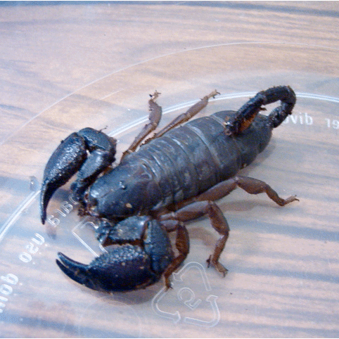 Семейство Heteroscorpionidae фото