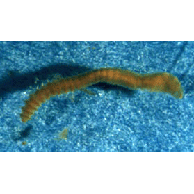 Семейство Heterospionidae фото