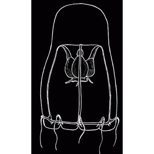 Семейство Heterotentaculidae  фото