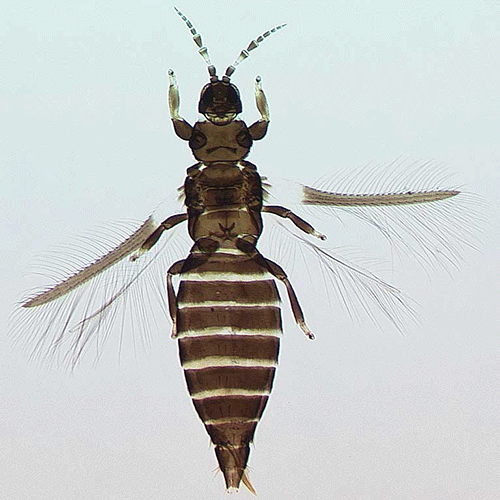 Семейство Heterothripidae фото