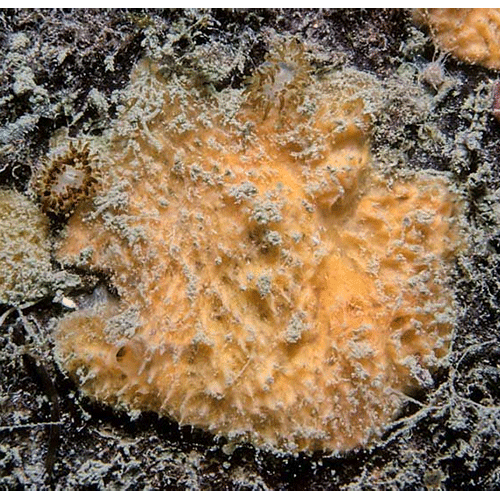 Семейство Heteroxyidae  фото