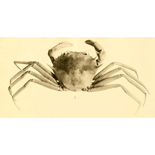 Семейство Hexapodoidea фото