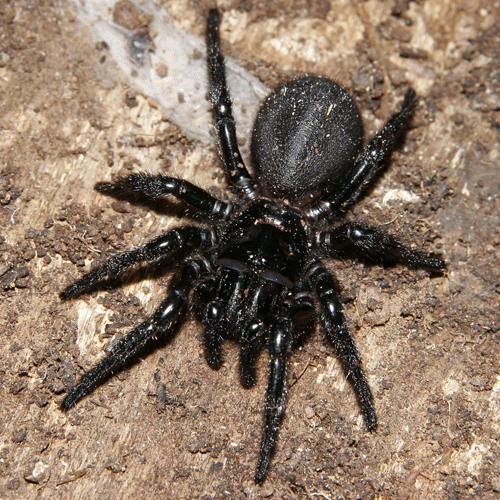 Семейство Hexathelidae фото