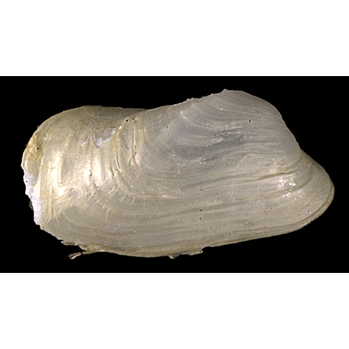 Семейство Hiatelloidea  фото