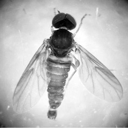 Семейство Hilarimorphidae фото