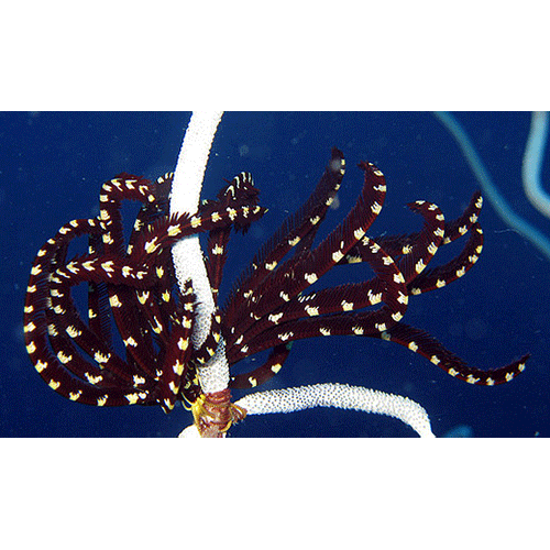 Семейство Himerometridae  фото