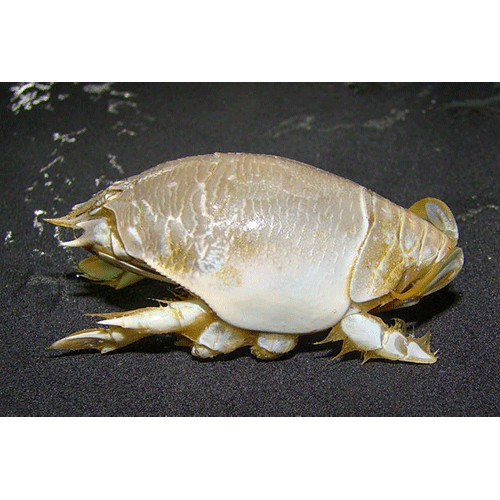 Семейство Hippoidea фото
