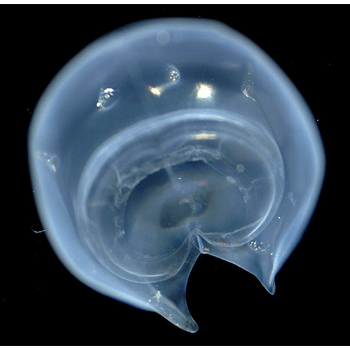 Семейство Hippopodiidae  фото