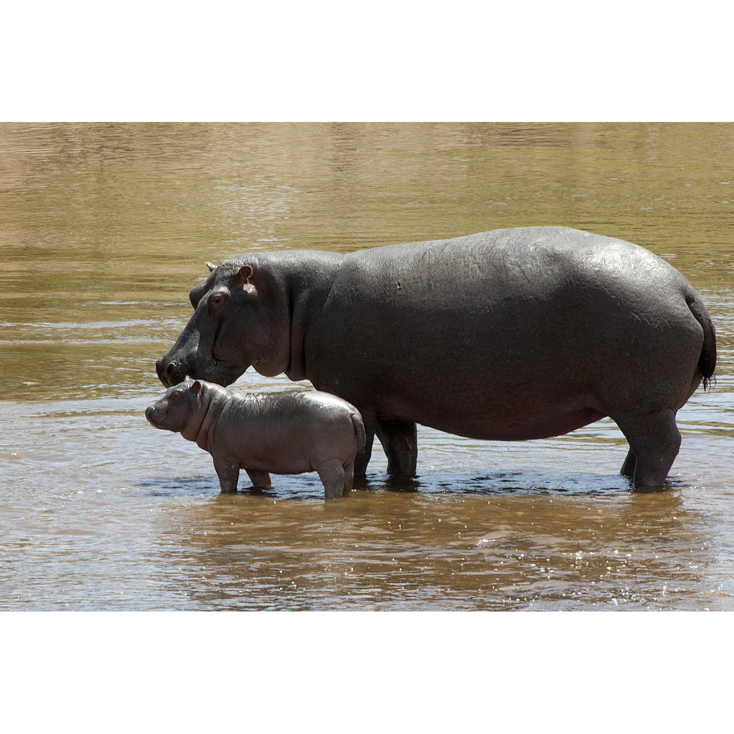 Hippopotamus amphibius Фото №8