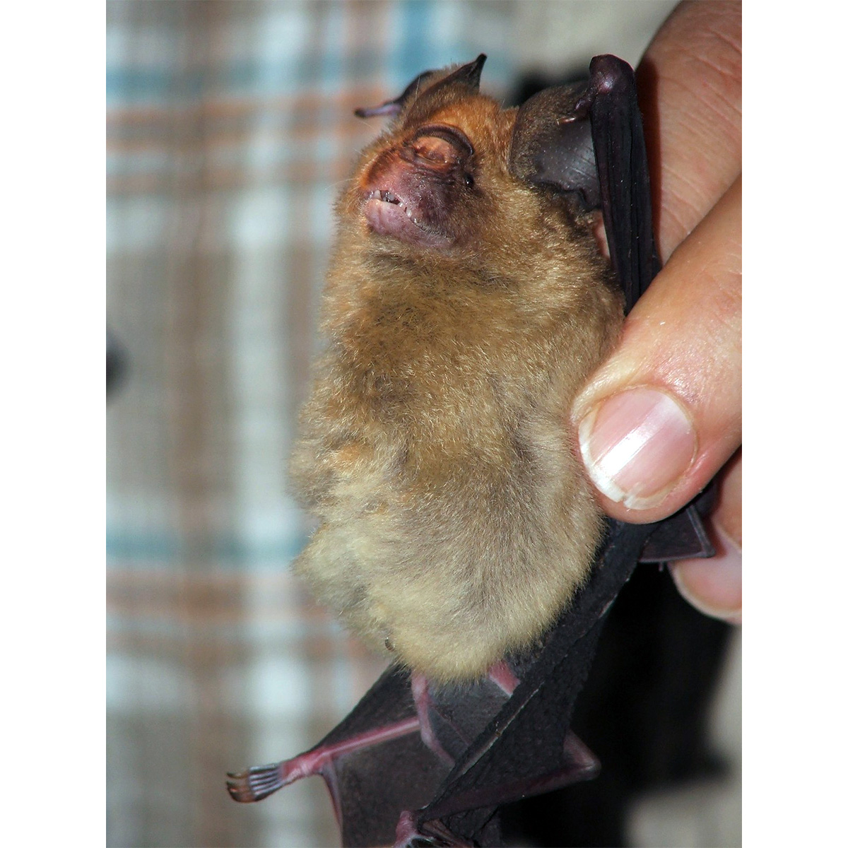 Абинский листонос (Hipposideros abae) Фото №2