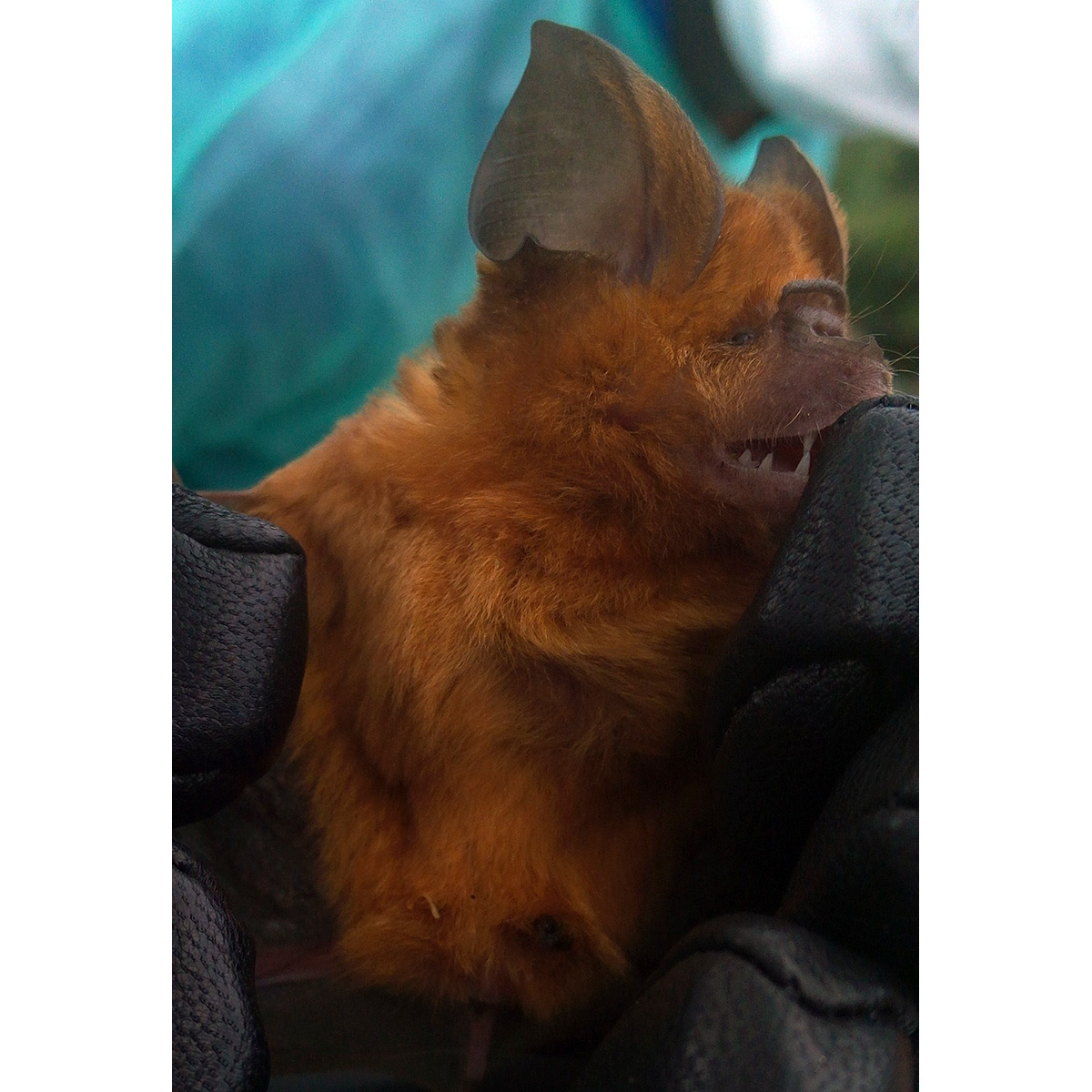 Абинский листонос (Hipposideros abae) Фото №3