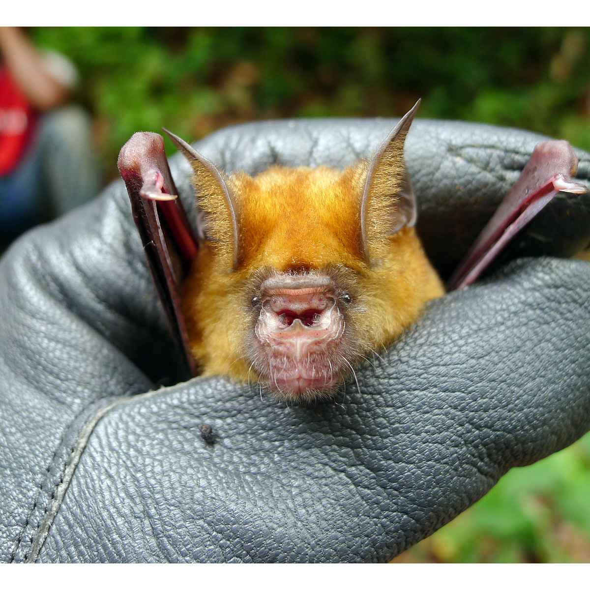 Абинский листонос (Hipposideros abae) Фото №6