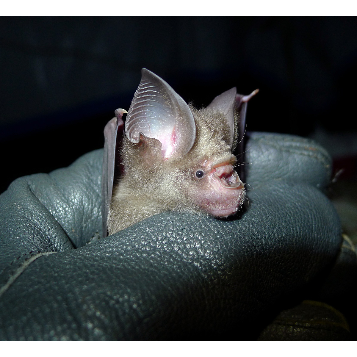 Абинский листонос (Hipposideros abae) Фото №7