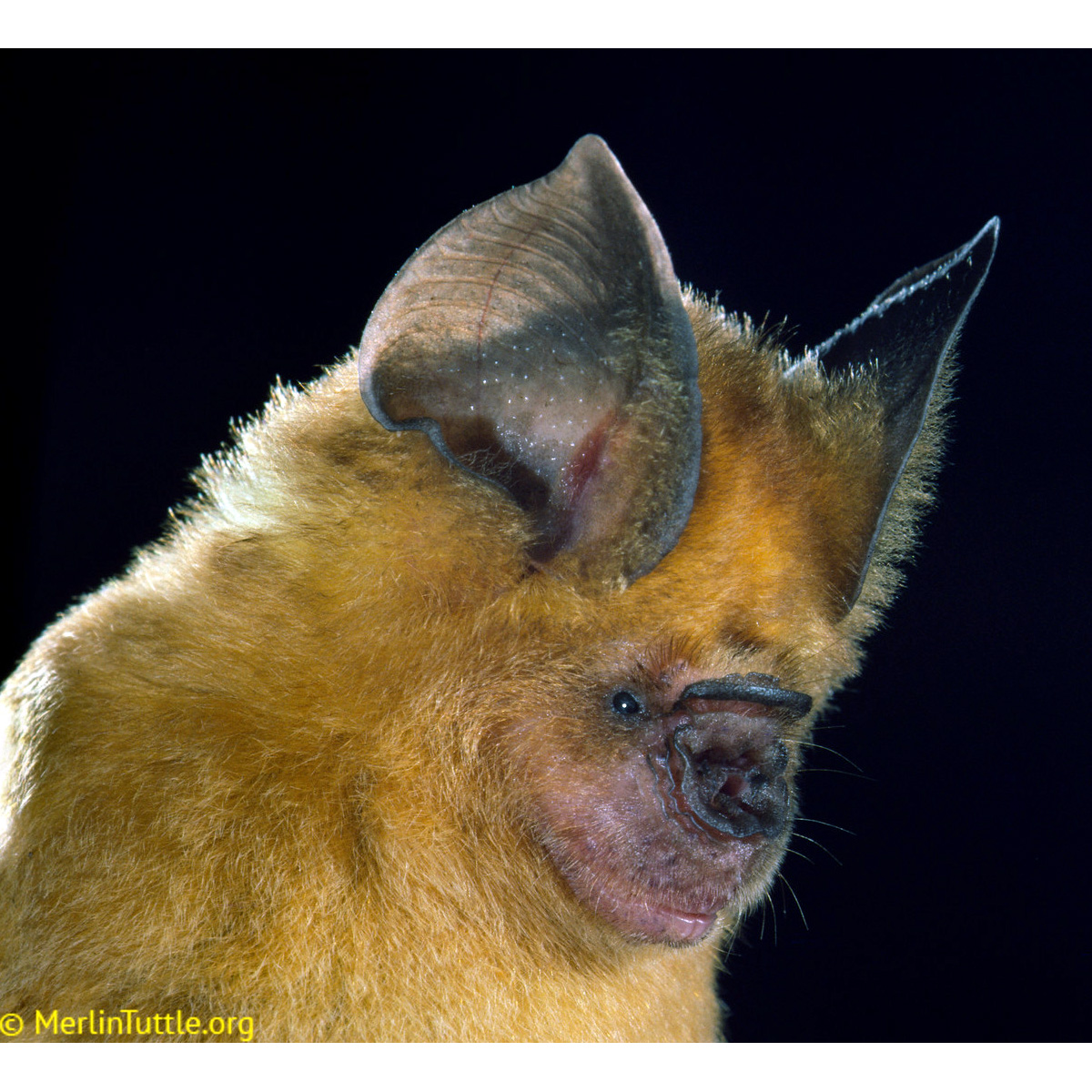 Абинский листонос (Hipposideros abae) Фото №8