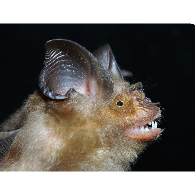 Ha Long Leaf Nosed Bat (Hipposideros alongensis) Фото №2