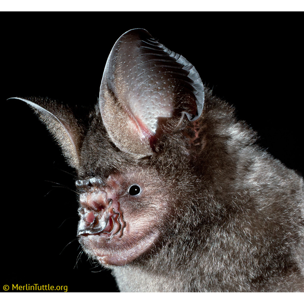 Гималайский листонос (Hipposideros armiger) Фото №10