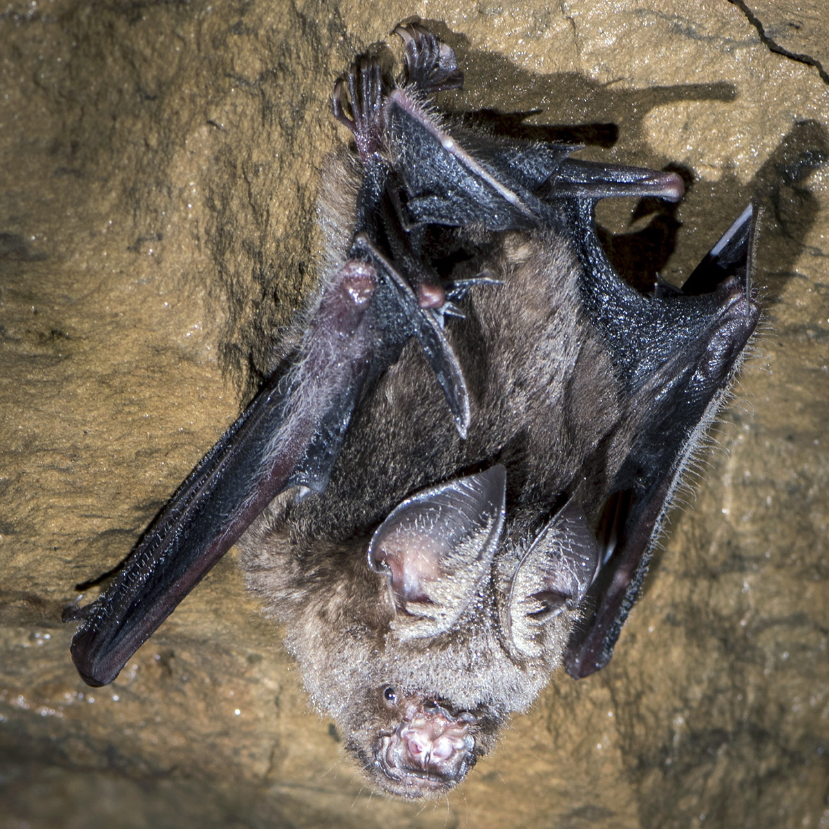 Гималайский листонос (Hipposideros armiger) Фото №3