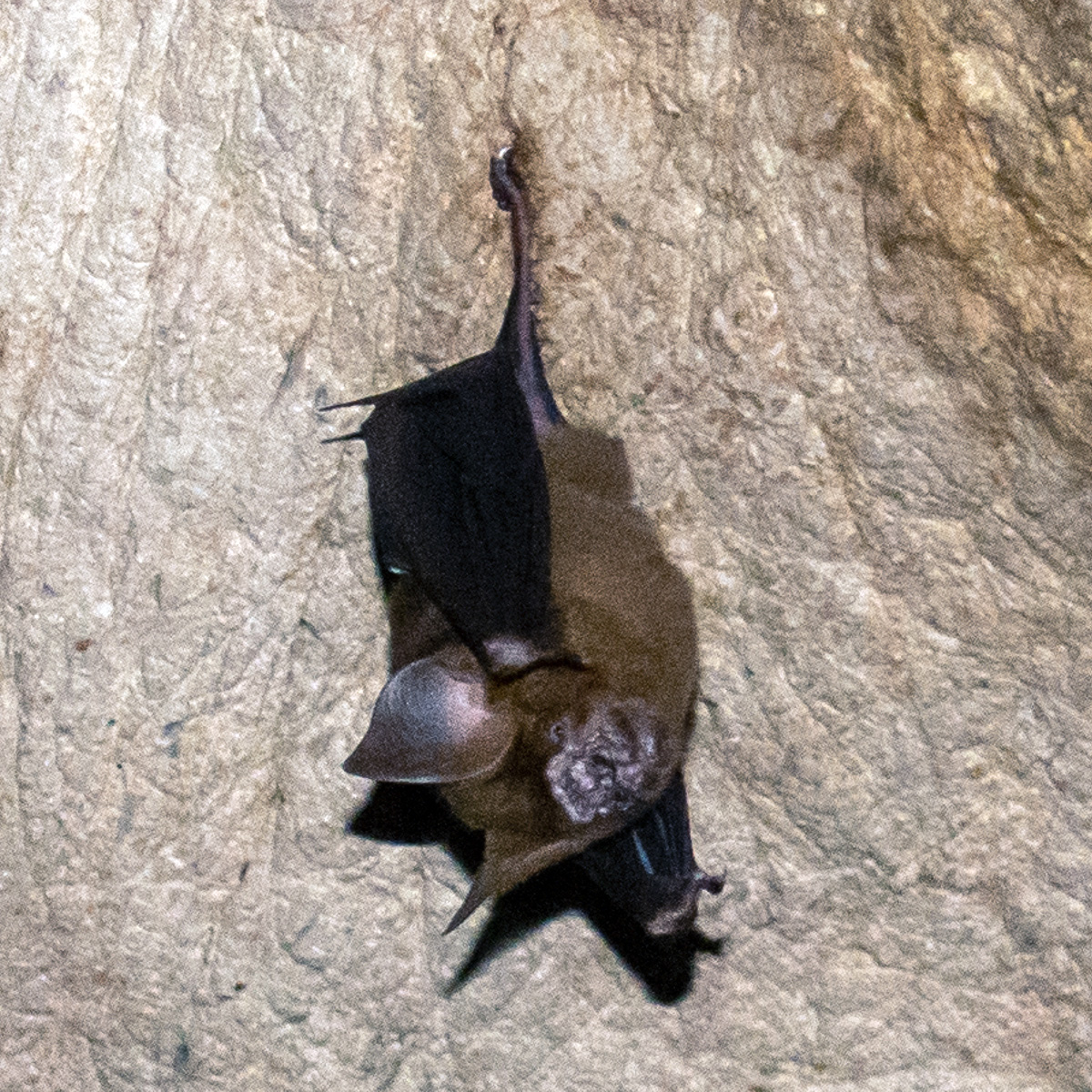 Гималайский листонос (Hipposideros armiger) Фото №4