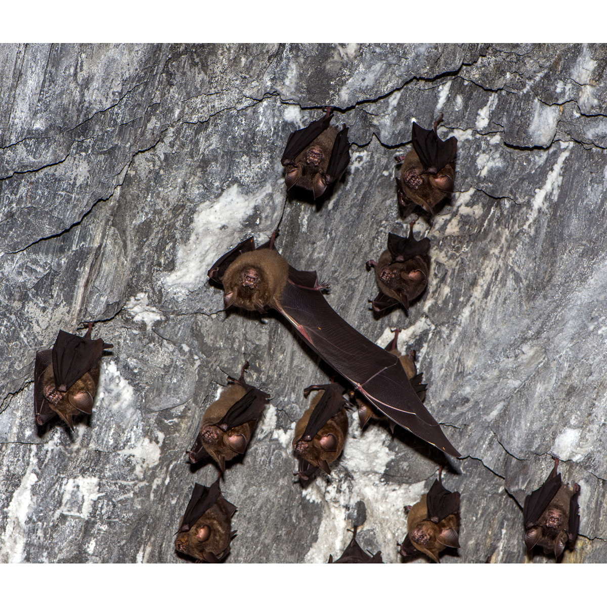 Гималайский листонос (Hipposideros armiger) Фото №6