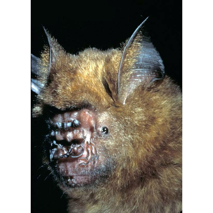 Гималайский листонос (Hipposideros armiger) Фото №9