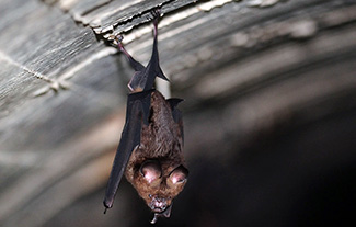 Hipposideros armiger terasensis