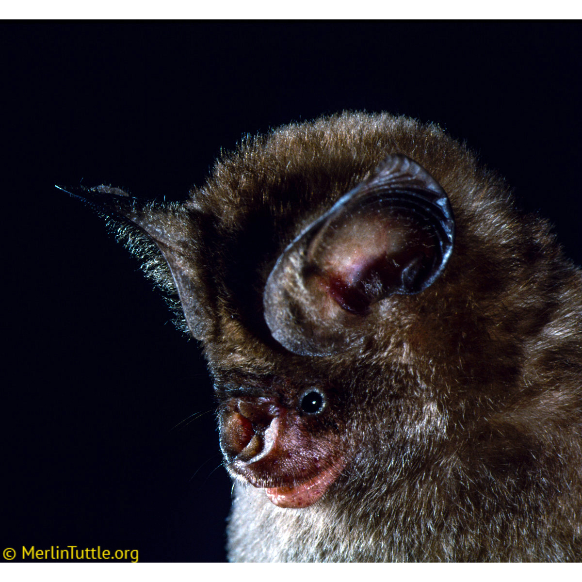 Сумеречный листонос (Hipposideros ater) Фото №10