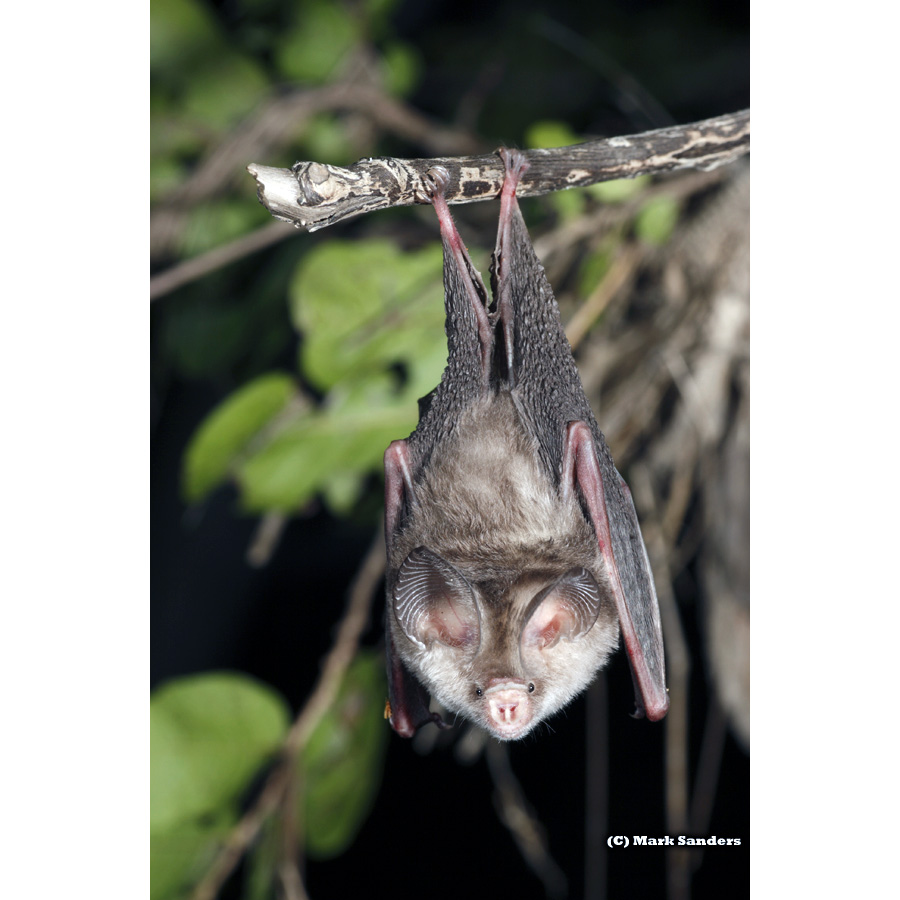 Сумеречный листонос (Hipposideros ater) Фото №2