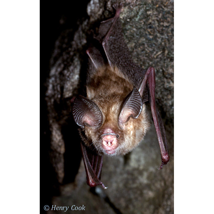 Сумеречный листонос (Hipposideros ater) Фото №3