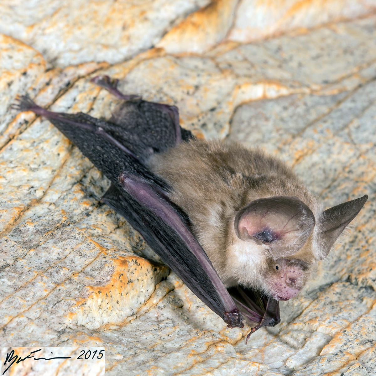 Сумеречный листонос (Hipposideros ater) Фото №5