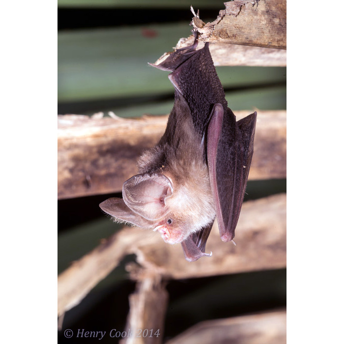 Сумеречный листонос (Hipposideros ater) Фото №6