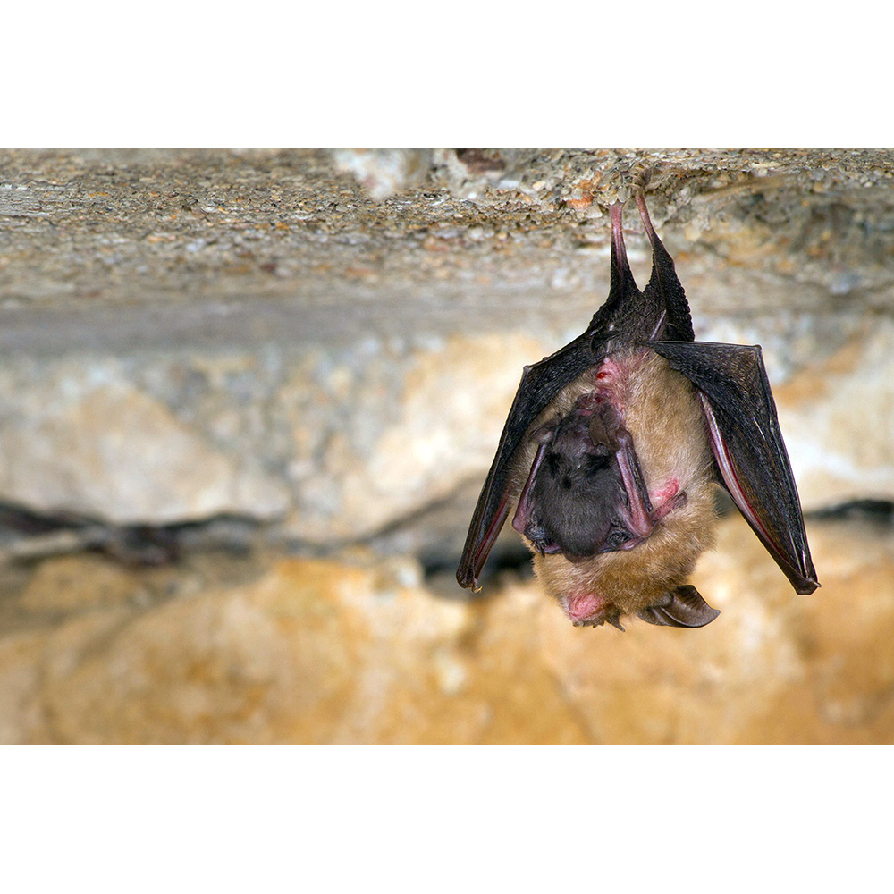 Сумеречный листонос (Hipposideros ater) Фото №9