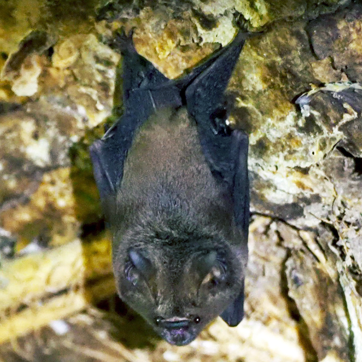 Карликовый листонос (Hipposideros beatus) Фото №2