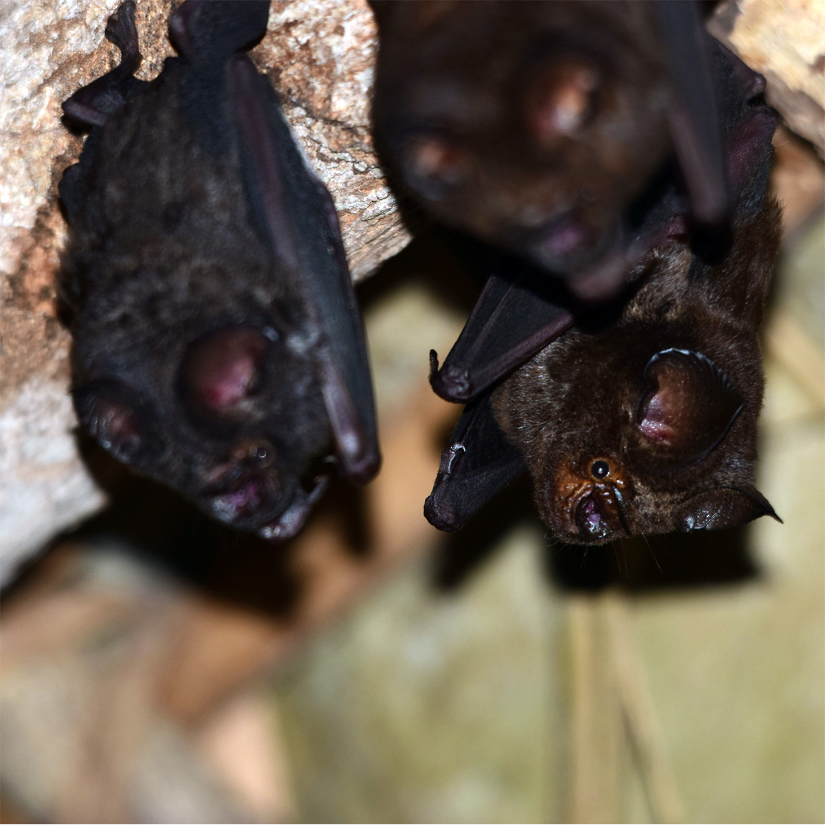 Карликовый листонос (Hipposideros beatus) Фото №3