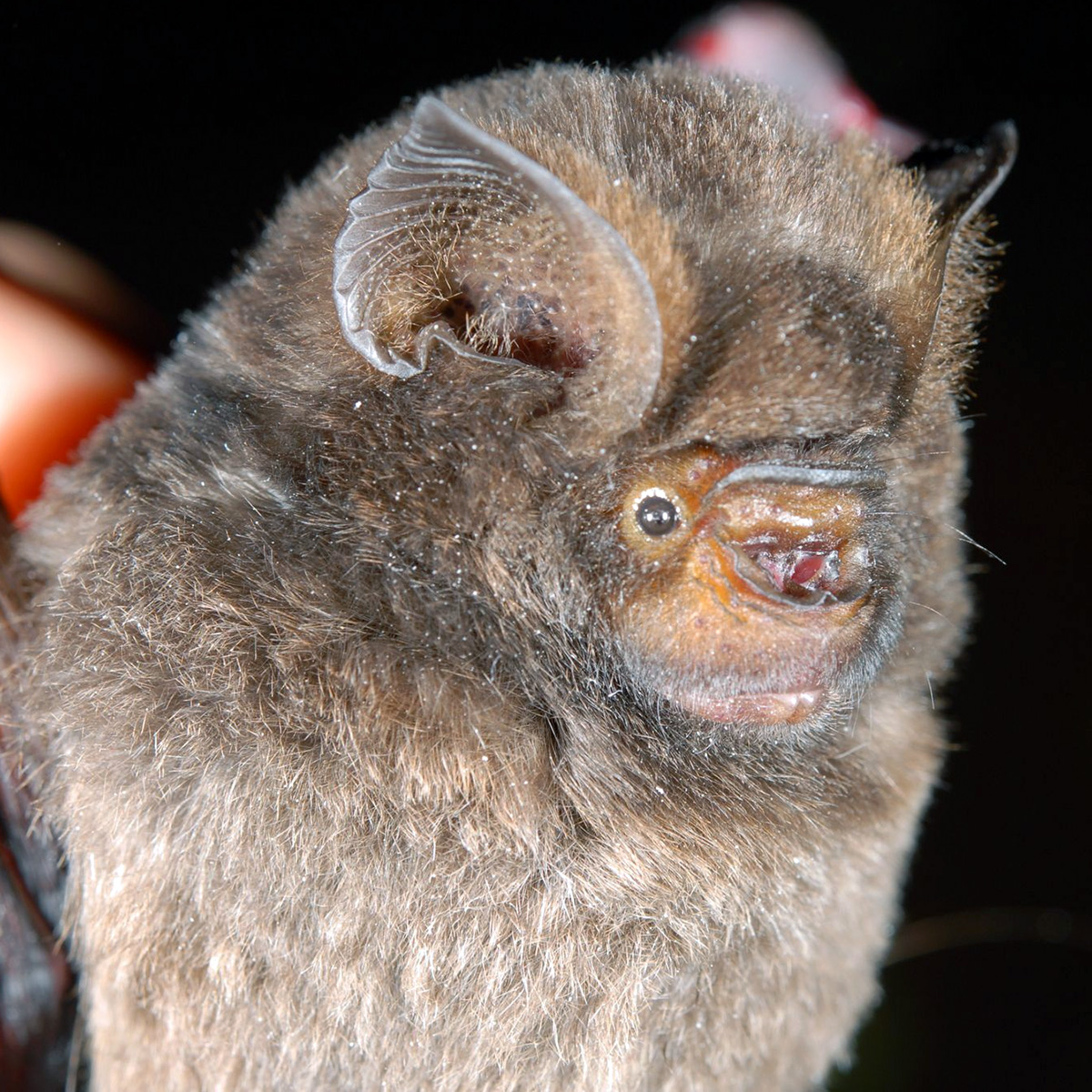 Карликовый листонос (Hipposideros beatus) Фото №7