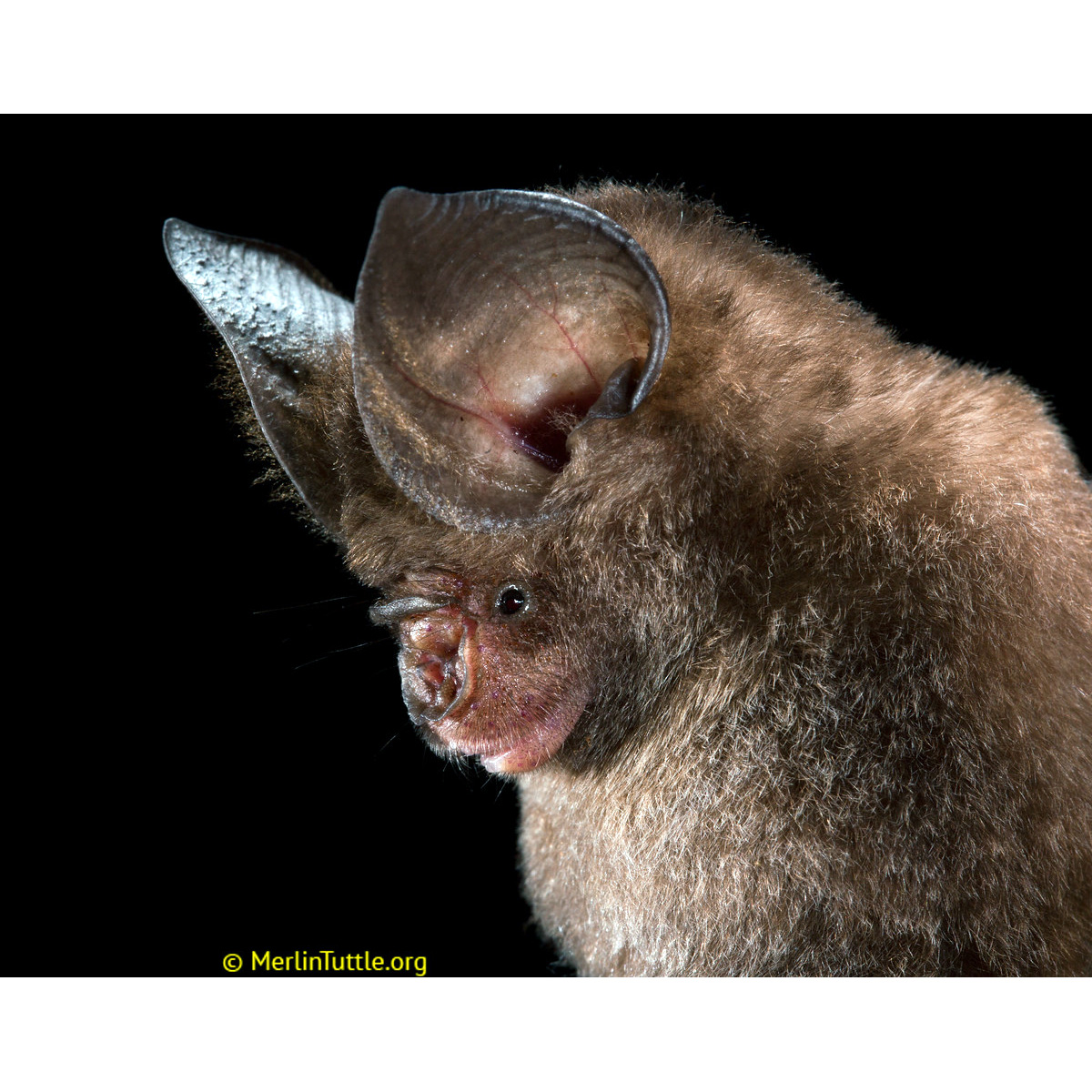 Двухцветный листонос (Hipposideros bicolor) Фото №10